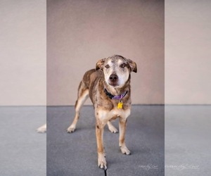 Mutt Dogs for adoption in Sandy, UT, USA