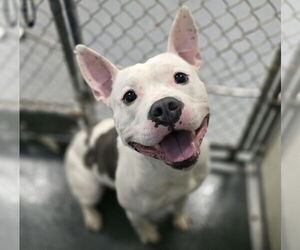 American Pit Bull Terrier Dogs for adoption in Glen Allen, VA, USA