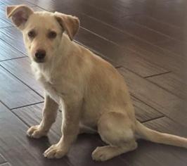 Golden Shepherd Dogs for adoption in Livingston, TX, USA