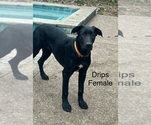 Great Dane-Unknown Mix Dogs for adoption in Bullard, TX, USA