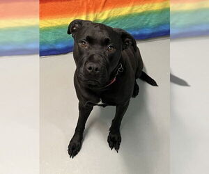 Labrador Retriever Dogs for adoption in Lake City, MI, USA