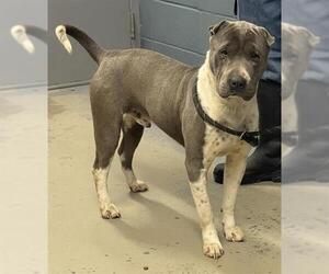 Chinese Shar-Pei-Unknown Mix Dogs for adoption in Tallahassee, FL, USA