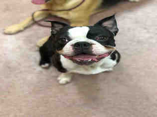 Boston Terrier Dogs for adoption in Ogden, UT, USA