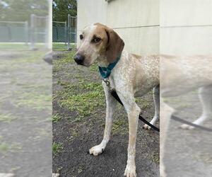 Redbone Coonhound Dogs for adoption in Vero Beach, FL, USA