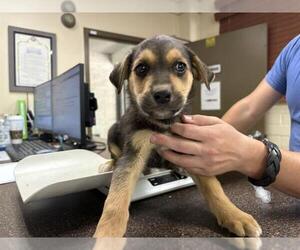 German Shepherd Dog-Unknown Mix Dogs for adoption in Camarillo, CA, USA