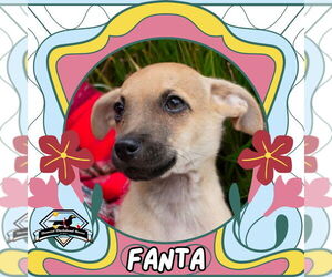 Dachshund-Unknown Mix Dogs for adoption in San Antonio, TX, USA