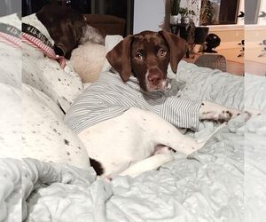 German Shorthaired Pointer Dogs for adoption in Menlo Park, CA, USA