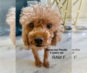 Poodle (Miniature) Dogs for adoption in Studio City, CA, USA
