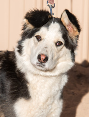 Medium Photo #1 Border Collie-Unknown Mix Puppy For Sale in Corrales, NM, USA