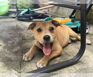 Mutt Dogs for adoption in Greenville, SC, USA