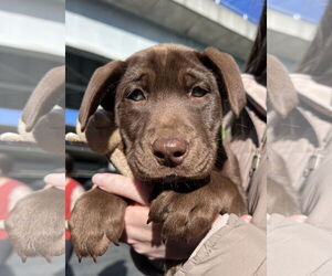 Labrador Retriever-Unknown Mix Dogs for adoption in Bellevue, WA, USA