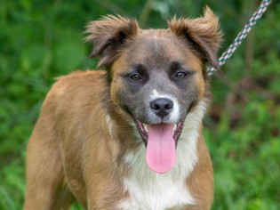 Border-Aussie Dogs for adoption in Sparta, TN, USA