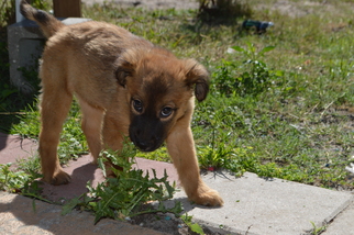 Golden Labrador Dogs for adoption in Deltona, FL, USA