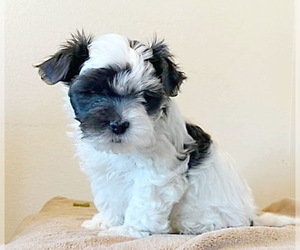 Shih Tzu-Unknown Mix Dogs for adoption in Tehachapi, CA, USA