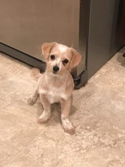 Maltese-Unknown Mix Dogs for adoption in Mobile, AL, USA