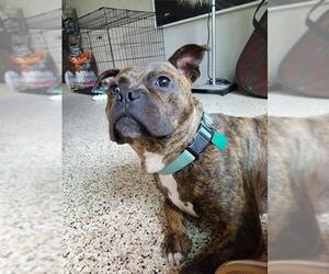 American Boston Bull Terrier Dogs for adoption in Clarkston, MI, USA