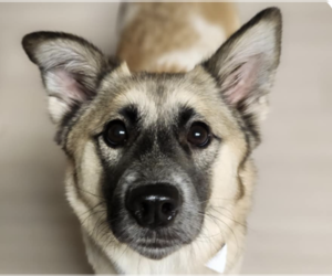 Mutt Dogs for adoption in San Ramon, CA, USA