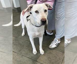 Labrador Retriever-Unknown Mix Dogs for adoption in San Antonio, TX, USA