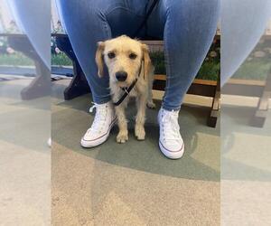 Mutt Dogs for adoption in Upland, CA, USA