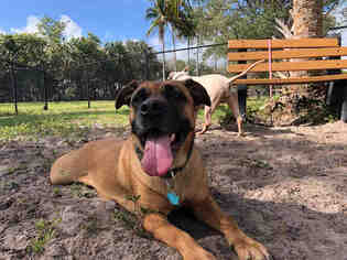 Bullmastiff Dogs for adoption in Fort Lauderdale, FL, USA