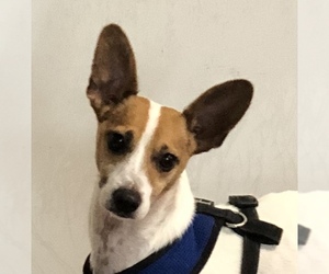 Jack Russell Terrier Dogs for adoption in Crossville, TN, USA