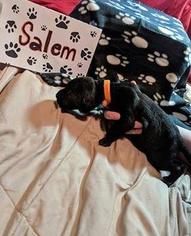 Medium Photo #1 Great Dane-Unknown Mix Puppy For Sale in BULLARD, TX, USA