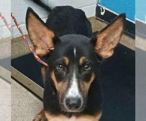 Mutt Dogs for adoption in Canton, CT, USA