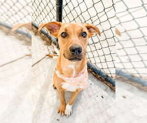 Redbone Coonhound-Unknown Mix Dogs for adoption in Tulsa, OK, USA