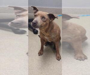 Mutt Dogs for adoption in Las Vegas, NV, USA