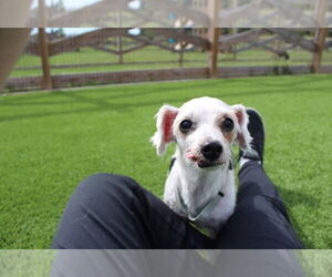 Shih Tzu Dogs for adoption in Chestertown, MD, USA