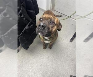 Mastiff-Unknown Mix Dogs for adoption in Palmetto, FL, USA