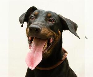 Doberman Pinscher-Unknown Mix Dogs for adoption in Sanford, FL, USA