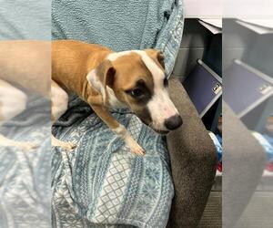 American Pit Bull Terrier Dogs for adoption in Peoria, IL, USA