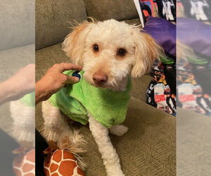 Mutt Dogs for adoption in Mesa, AZ, USA