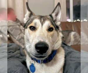 Siberian Husky-Unknown Mix Dogs for adoption in Omaha, NE, USA