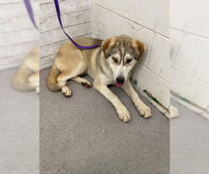 Siberian Husky Dogs for adoption in San Bernardino, CA, USA