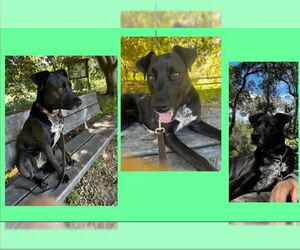 Labrador Retriever-Unknown Mix Dogs for adoption in Santa Rosa, CA, USA