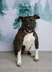 Boxer-Plott Hound Mix Dogs for adoption in Littleton, CO, USA