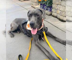 Great Dane-Unknown Mix Dogs for adoption in Las Vegas, NV, USA