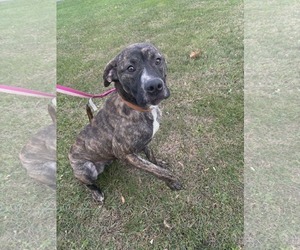 Mastiff-Unknown Mix Dogs for adoption in SHERBURNE, NY, USA