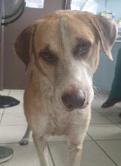 Basenji Dogs for adoption in Danbury, CT, USA
