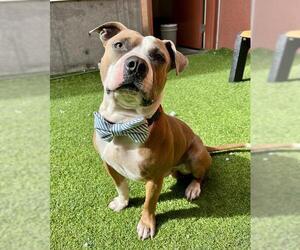 Mutt Dogs for adoption in San Francisco, CA, USA