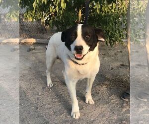 Mutt Dogs for adoption in Carson City, NV, USA