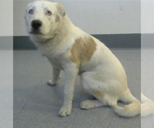 Mutt Dogs for adoption in Big Bear City, CA, USA