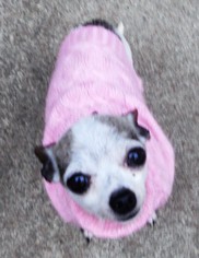 Medium Photo #1 Chihuahua Puppy For Sale in Olalla, WA, USA