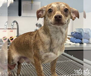 Chihuahua-Unknown Mix Dogs for adoption in Washington, DC, USA