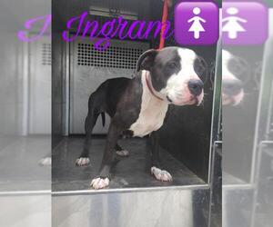 American Pit Bull Terrier Dogs for adoption in Pleasanton, TX, USA