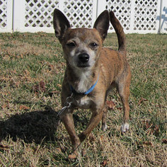 Chihuahua Dogs for adoption in Wallops Island, VA, USA