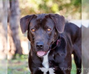 Mutt Dogs for adoption in Cumming, GA, USA