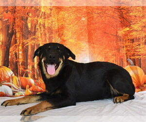 German Shepherd Dog-Unknown Mix Dogs for adoption in Oroville, CA, USA